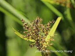 Image result for Scleria sp.no.1