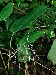 Image result for Marantochloa purpurea
