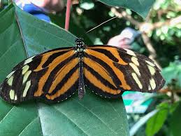 Vor der imposanten, historischen kulisse des schlosses sayn befindet sich der garten der schmetterlinge. Garten Der Schmetterlinge Schloss Sayn Community Facebook