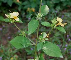 Image result for Barleria randii