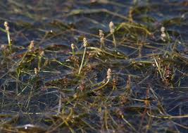 Image result for Potamogeton pusillus