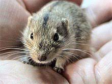 Lemmings are found only in the northern hemisphere. Steppe Lemming Wikipedia