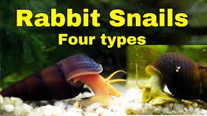 Rabbit Snails My Four Different Types Coolest Snails In The World Youtube