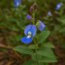 Image result for Crotalaria verrucosa