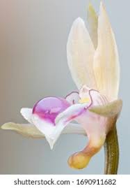 Image result for Oeceoclades maculata