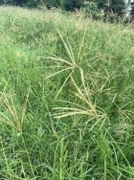 Image result for Chloris gayana