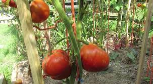 Beefsteak tomatoes are the largest type of tomatoes, often weighing one pound or more. Guide To Growing Beefsteak Tomatoes Gardening Channel