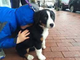 Check spelling or type a new query. Molly The Bernese Shepherd Mix Sometimes She Likes To Chew Newcanaanite Com