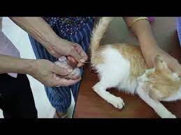 Vet For Pet Care Pet Care Pregnant Cat Cat Birth