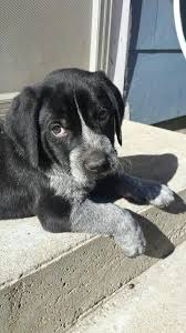 Black And Tan Coonhound Labrador Retriever Mix Bluetick Hound Lab Mix Pets Dog Breeds Animals