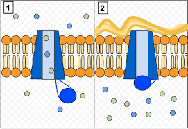 Fibrose quística a fibrose quística é uma doença hereditária que pode afetar vários órgãos e sistemas, sobretudo os sistemas respiratório, digestivo e reprodutor. Fibrose Cistica Wikipedia A Enciclopedia Livre