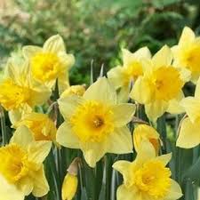 Carlton Daffodil Bulb Daffodil Bulbs Bulb Flowers Plant Flower Bulbs