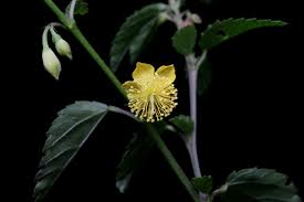 Image result for Corchorus schimperi