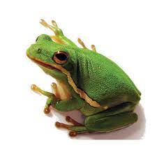 Many divisions of a the all these tree frogs do not always stay on the trees. Green Tree Frogs For Sale Hyla Cinerea Petco
