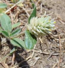 Image result for Gomphrena celosioides