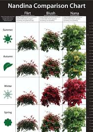 It has larger leaves than many nandinas, which begin acquiring. Revolutionary Nandina S Shrubs For Landscaping Nandina Landscaping Landscaping Plants