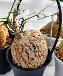 Image result for Corallocarpus epigaeus