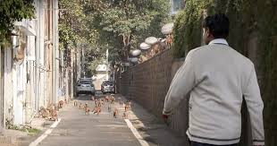 Check spelling or type a new query. Video Meet The Men Who Make Langoor Sounds For A Living To Chase Monkeys Away