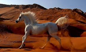 Arabian arap saudi arabian suudi arabian arabi saudi arabian ne demek. 40 Arabian Horses Exported To Eu After 8 Year Ban Egypttoday