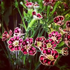 Carnations That Look Like Butterflies Beautiful Flowers Photography Carnations Flowers