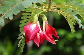 Image result for Sesbania grandiflora