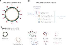 It consists of two doses of 30 μg of modified mrna in a lipid nanoparticle formulation administered i.m. Sars Cov 2 Vaccine Development Current Status Sciencedirect