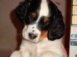 English Setter Puppy Tricolor English Setter Puppies English Setter Puppies