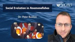 Social Evolution in Anemonefishes