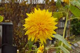 Sunflower Helianthus Annuus Teddy Bear Its Blooms Are Like Plush Golden Pillows Golden Pillow Bloom Plants