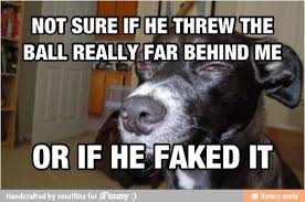 Not Sure Funny Dog Pictures Funny Animals Funny Animal Memes