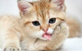 Only the best hd background pictures. Cute Cat Wallpaper Nawpic