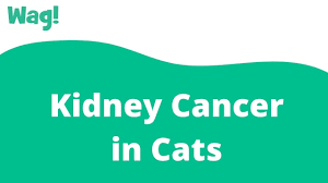 The kidneys have many functions. Kidney Cancer In Cats Symptoms Causes Diagnosis Treatment Recovery Management Cost
