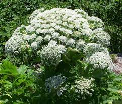 Maybe you would like to learn more about one of these? Borshevik Ostorozhno Mozhno Obzhechsya Borba Unichtozhenie Yadovityj Cornyak Foto Botanichka Ru