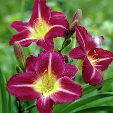 The vibrant yellow of the stella d'oro daylilies will be a very happy addition to your garden! New Daylilies For 2014 Day Lilies Perennials Daylilies