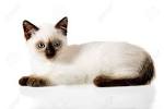 Fascinating Facts About Siamese Kitten Color | LoveToKnow