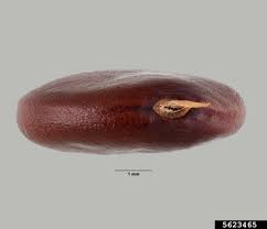 Image result for Abrus melanospermus