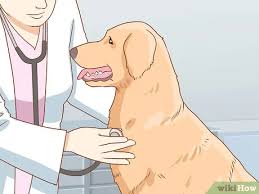Kopegin Depresyonda Oldugu Nasil Anlasilir Wikihow