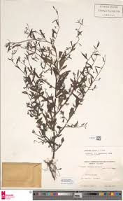 Image result for Ludwigia erecta