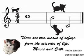 The Tiniest Tiger Cat Community Cat Quotes Cats Tiger Conservation