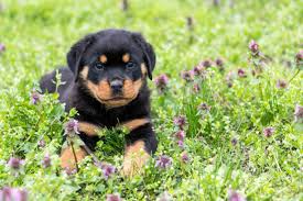 5 523 Rottweiler Puppy Stock Photos Pictures Royalty Free Images Istock