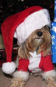 Trinity pet hospital is committed to: Trinity Pet Hospital Florida The Y Guide