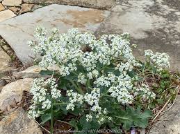Image result for Crambe