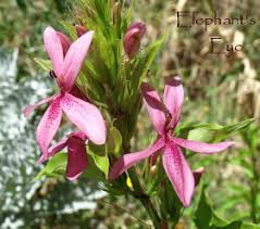 Image result for x Ruttyruspolia 'Phyllis van Heerden'