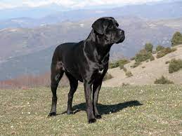 The cane corso is not harder to handle than other breeds. Cane Corso Italiano Wikipedia