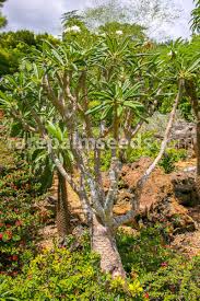 Image result for Pachycarpus firmus