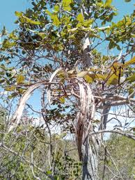 Image result for Stereospermum harmsianum