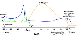You may have many questions about how to get pregnant, particularly if you have an underlying condition. Progesterone Levels Vaginal Cytology Wetaskiwin Animal Clinic