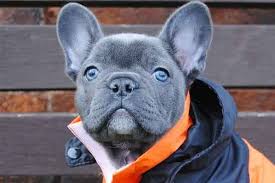 The french bulldog of the present times is said to be descendants of the dogs owned by the molossians. What Is A Blue French Bulldog And How To Care For Them Ethical Frenchie