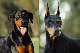 Does ear cropping reduce ear infection risk? The Truth Behind Tail Docking And Ear Cropping Modern Dog Magazine