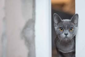 The name you give to your female tabby cat should say a lot about them. 115 Best Gray Cat Names In 2020 For Your Silver Blue Or Lilac Kitty The Dog People By Rover Com